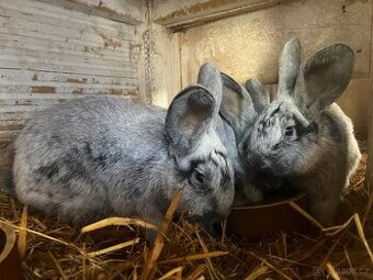 Prodám mladé samce i samice VSS