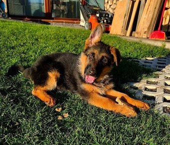 Německý ovčák štěňata