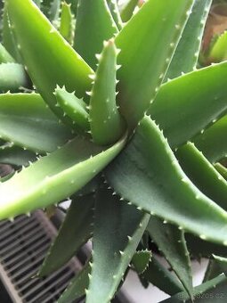 Prodám léčivku Aloe Vera......