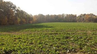 Orná půda O.- Bartovice, cca 25.000m2, rovina, 59 Kč/m2.