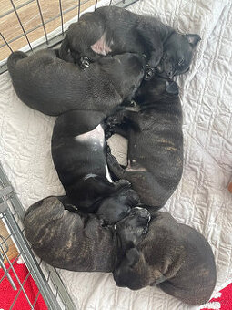 Stafordšírský bulteriér s PP