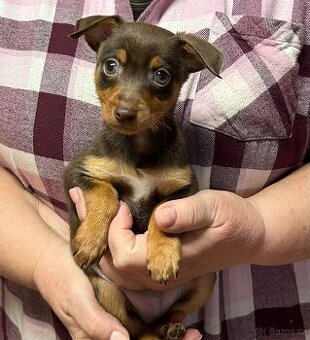 Pražský krysařík