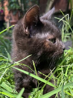 Kotě mainské mývalí Čert