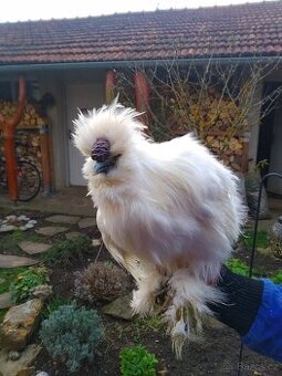 Kohout  Hedvábnička  bílá vousatá