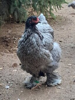 Brahmanka velká modrá