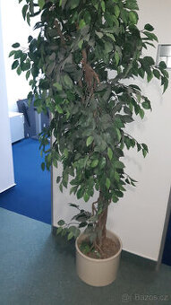 Fíkus Benjamin umělý 180 cm, 2 kusy