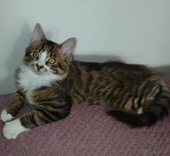 Mainska mývalí sibirska - 1