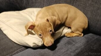 Jezevčík trpasličí pejsek bez PP