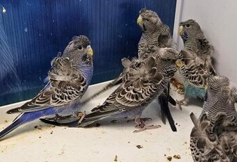 Andulka Blackface Hagoromo (helikoptéra)