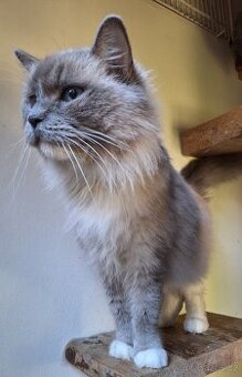 Krásná Ragdoll kočička s pp