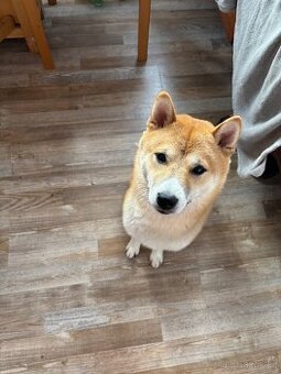 Shiba Inu krytí