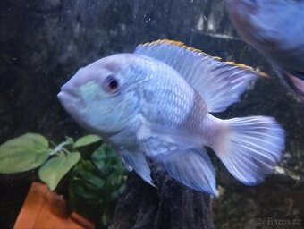 Akara Blue neon - 1