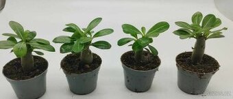 Adenium obesum - pouštní růže