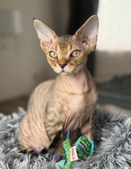Devon rex koťata s pp