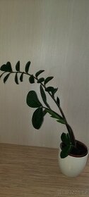 Zamioculcas - 1