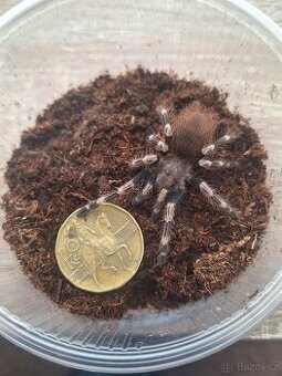 Sklípkan Nhandu chromatus