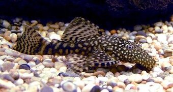 Ancistrus