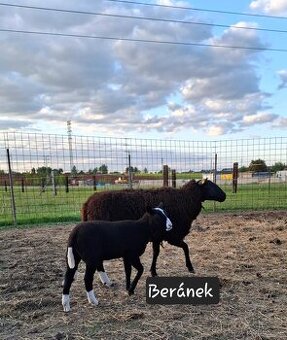 Beránek Zwartbles