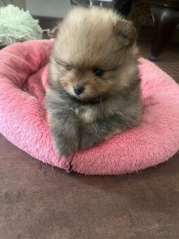 Pomeranian s PP