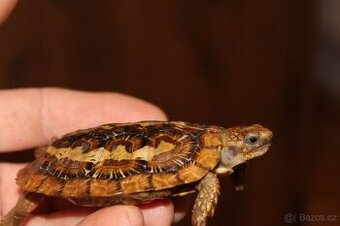 Predám Malacochersus tornieri-Želva skalní