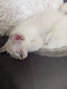 Ragdoll koťátka