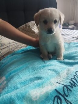 Prodám štěňátko labradorský retrívr