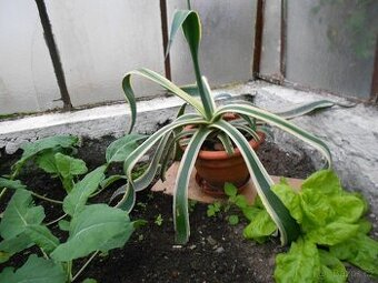 Agave.
