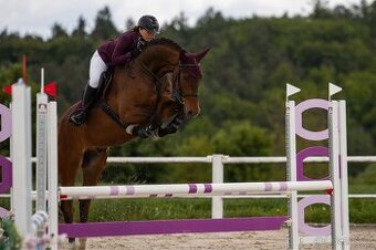 Líbivý čtyřletý valach - 1