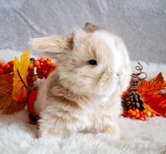 🥰Luxusni minilop 🥰