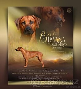 Chovatelská stanice Imbwa Moyo nabízí krycího psa :-)