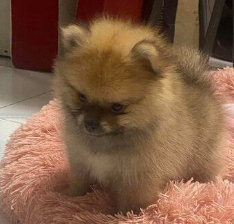 Pomerianan-Nemecký špic oranžový malý....