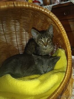 Koťata kočky domácí