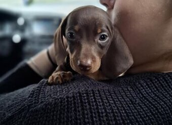 Trpasličí hladkosrstý jezevčík