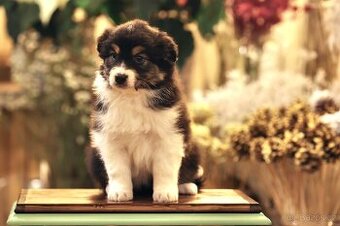 Australský ovčák - fenka