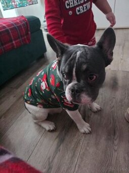 Francouzský Buldoček