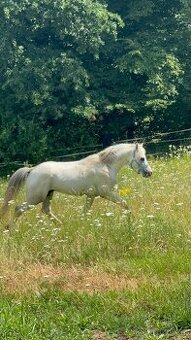 Jedinečný wmp -poprvé ve veřejné plemenitbě