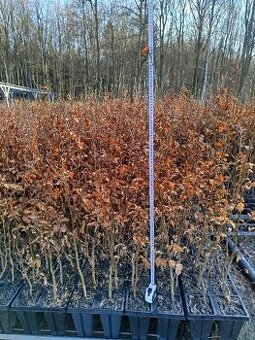 živý plot Bukživý plot Buk