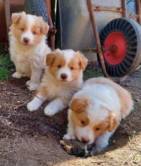 border kolie ee - red