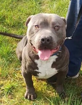 American bully xl