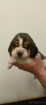 Basset hound