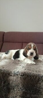 Basset hound fenky