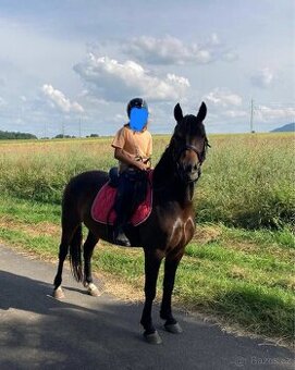 Top WpB pony klisna do sportu i k dětem - 1