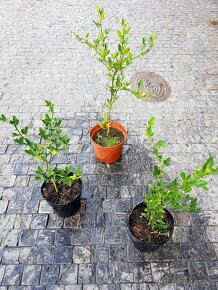 Citronečník Poncirus ,Trifoliata Citronečník trojliistý,keře