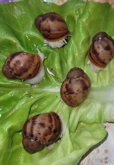 Archachatina marginata ovum albino body