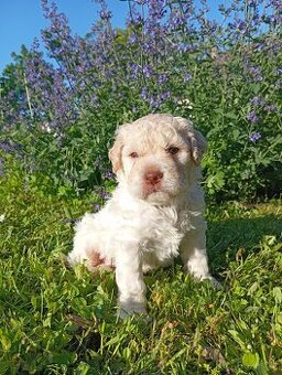 Lagotto romagnolo s PP