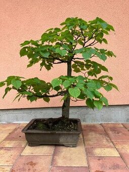 Bonsai, Bonsaj, jamadori, lípa srdčitá