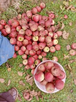 Padaná jablka bez chemie