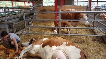 Ošetřovatel drobných hospodářských zvířat, střídač