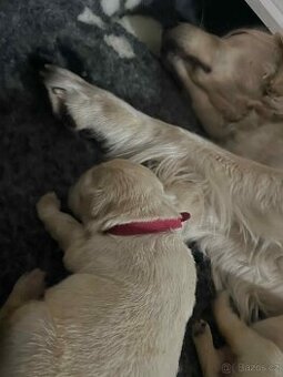 Golden retriever - Zlatý retrívr