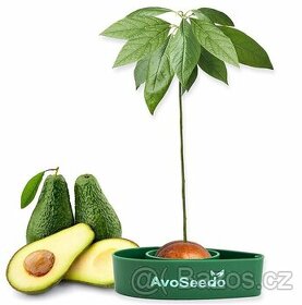 AvoSeedo Vypěstujte si avokádový strom